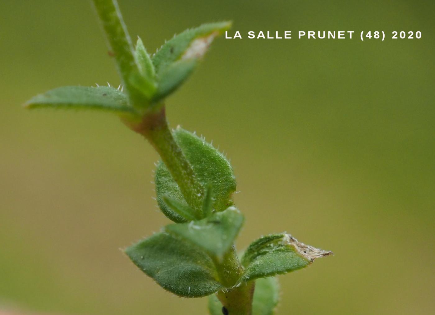Sandwort, Thyme-leaved leaf